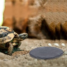  2 Pezzi Piattaforma Tartaruga