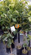 PIANTA DA FRUTTO ARANCIO TAROCCO IN FITOCELLA  ( foto reali della pianta )
