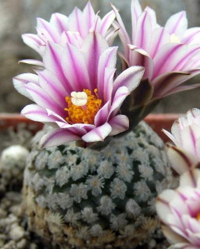 Turbinicarpus