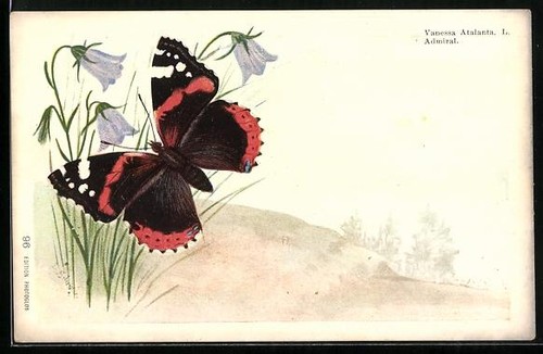Cartolina vanessa atalanta - cartolina, l