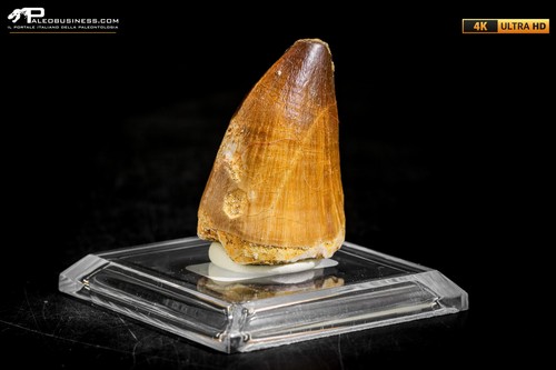 Dente fossile mosasaurus - dente, di