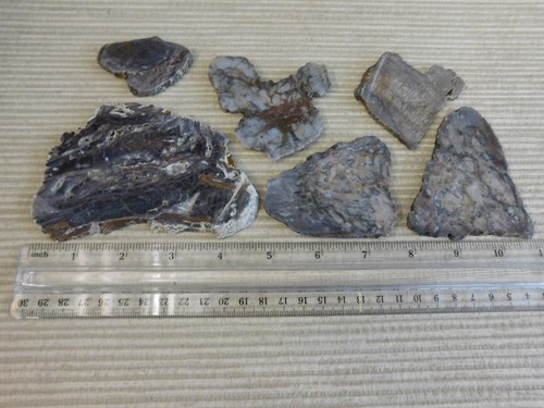 Lastre fossil cycad - fossil, cycad,