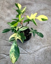 3 semi variegati Philodendron