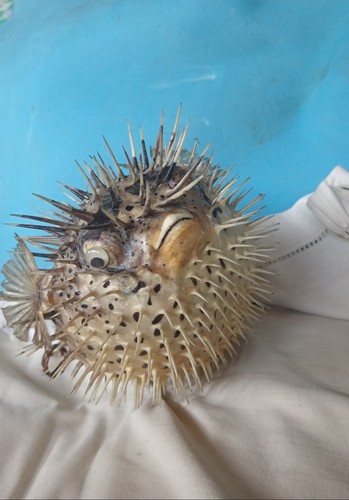 Pesce palla istrice reale - pesce, istrice,