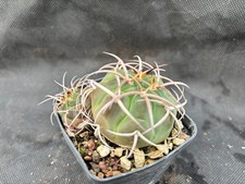 GYMNOCALYCIUM BAYRIANUM -