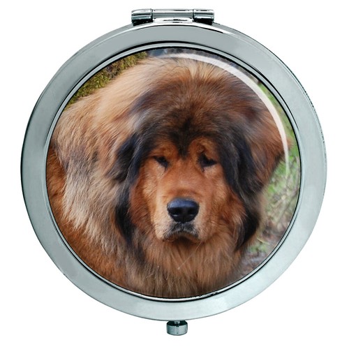 Tibetano mastino specchio - mastino,