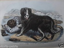 CANE TERRANOVA_BELLISSIMA LITO