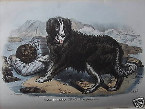 Cane terranova bellissima lito - terranova_bellissima,