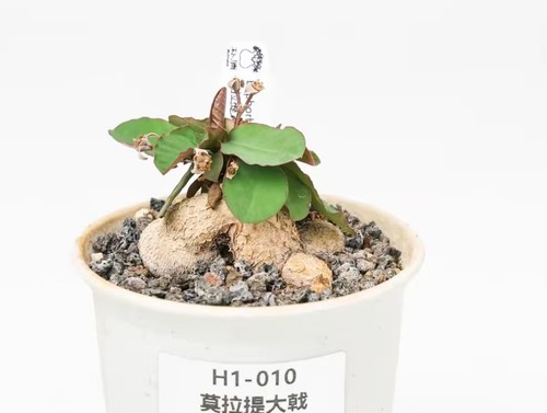 Sale pot 9cm rare - pot, plant