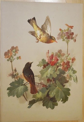 1900 lithographie vogel - 1900,