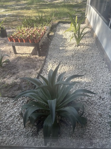 Agave attenuata pup - attenuata,