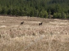 Photo 6x4 deer - deer, octomore