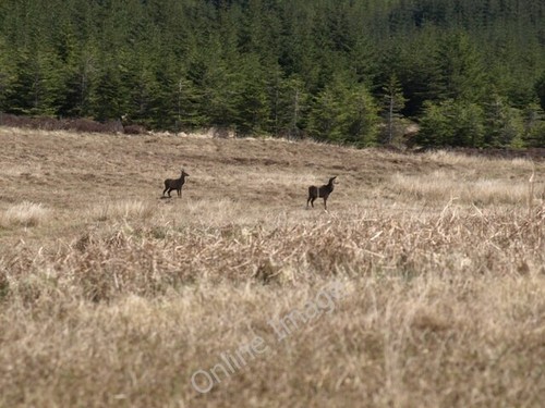 Photo 6x4 deer near octomore - photo,