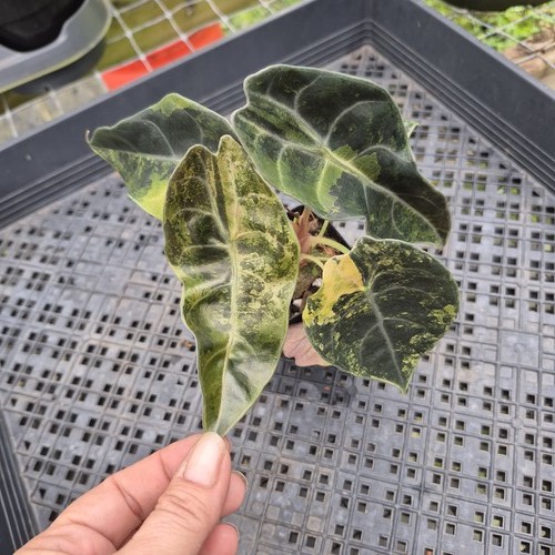 Alocasia sedenii aurea - alocasia,