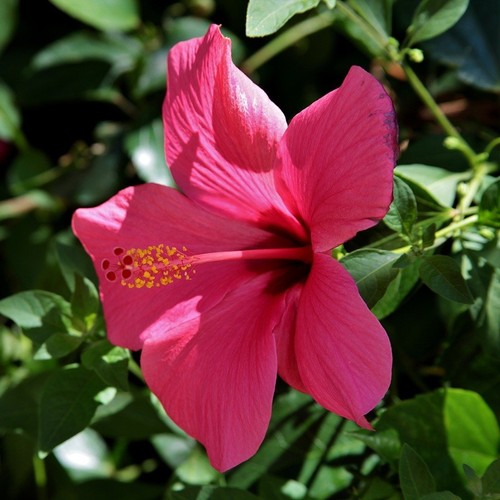 Pianta hibiscus rosa sinensis - hibiscus, rosa-sinensis