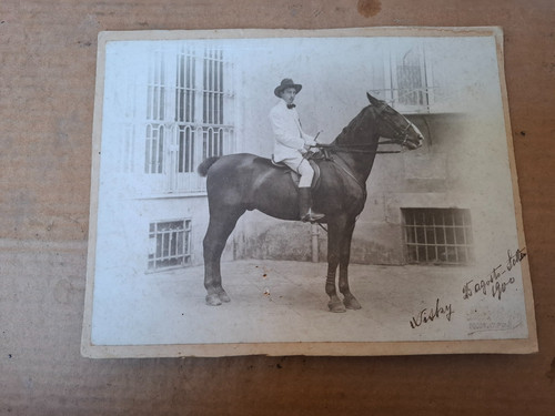 Foto cartonata cavallo - cartonata, ippica
