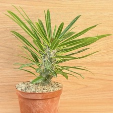 Pachypodium lamerei ,  pot 10