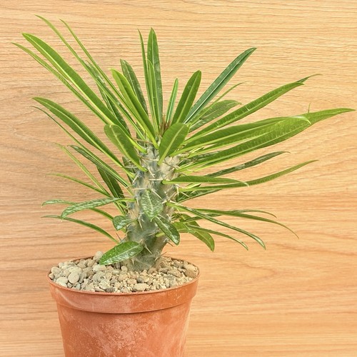 Pachypodium lamerei pot 10 - ,,