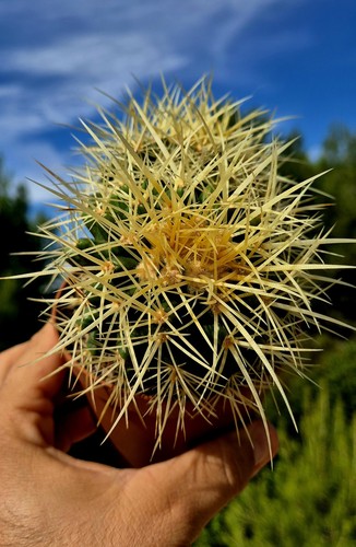 Echinocactus grusonii