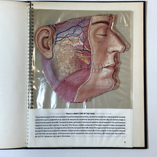Head Anatomy In Stunning