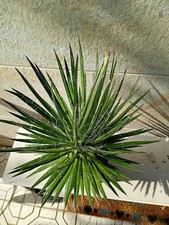 Agave multifilifera