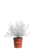 Pianta vera di Eremophila