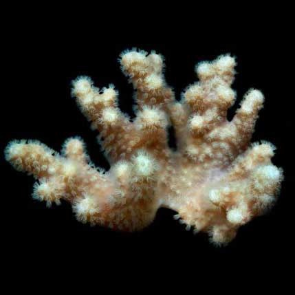 Aquacultured yellow polyp - yellow,