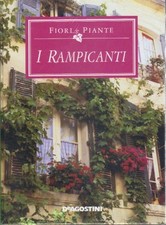 Fiori e piante: i rampicanti -