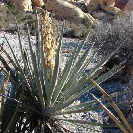 Yucca baccata oregon - yucca, 'or'