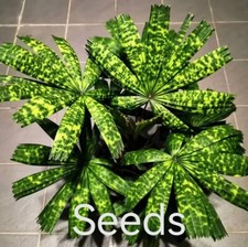 Semi di Licuala mattanensis