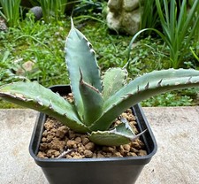 Agave titanota, Own Root, 11 cm, Not Copiapoa, Aztekium, Ariocarpus