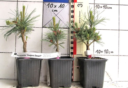 Pinus pumila draijer dwarf - "draijer's, dwarf"
