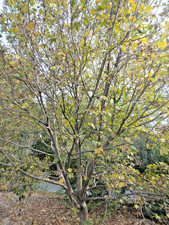 15 SEMI D'ACERO SIEPE COMPATTE