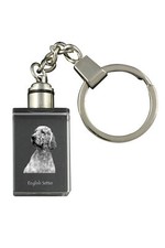 English Setter, Setter Inglese