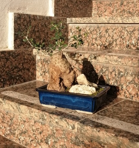 Bonsai olivastro - olivastro,