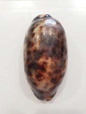Cyprea testudinaria stunning - cyprea,