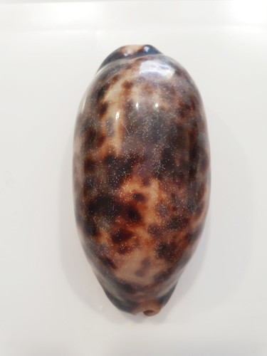 Cyprea testudinaria stunning - testudinaria,