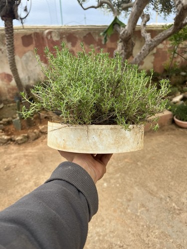 Bonsai timo macchia - bonsai,