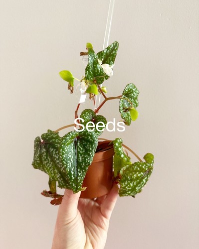 Begonia elisabethae plantlet - begonia,