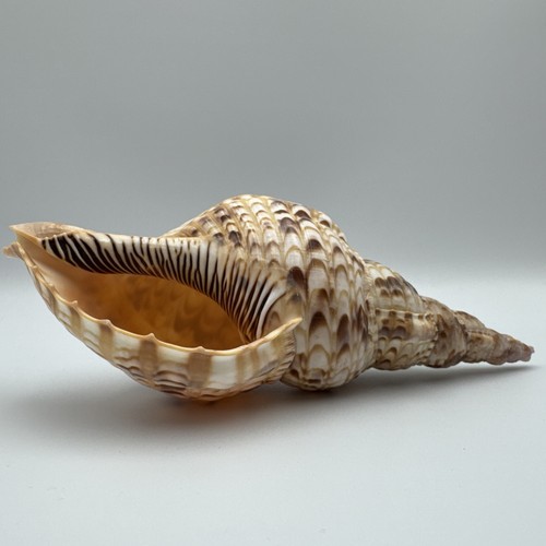 Tritoni tromba corno