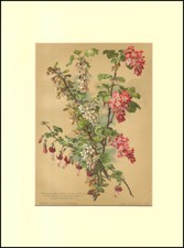 Riber, Berberis-