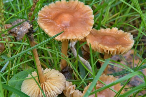 Marasmius oreades fairy ring - oreades,