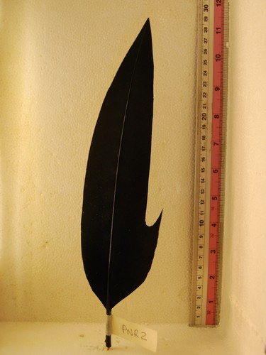 Penna per cappello - cappello, alpino