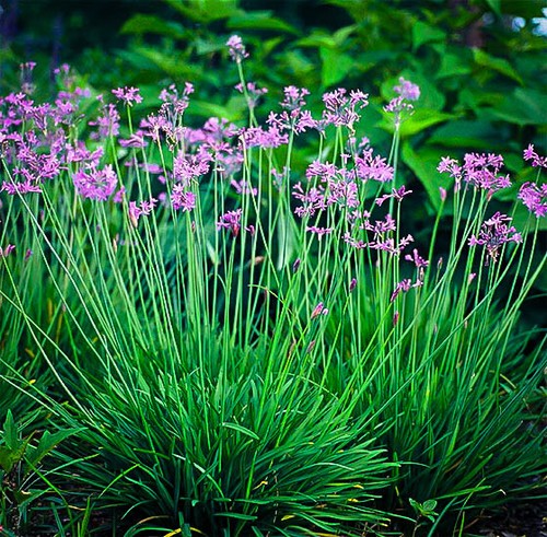 Tulbaghia violacea aglio - tulbaghia,