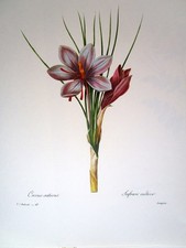 Redoute 26 crocus - #,
