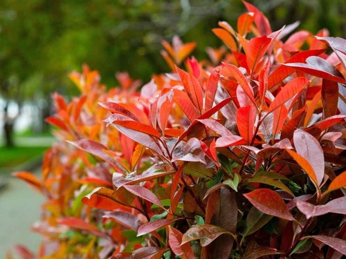 Pianta photinia nana - di,