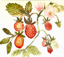 Quadro Fragola Acquerello