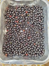 Bacche alloro essiccate - ,