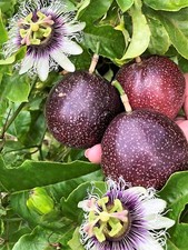 Tropibelle Frutto della