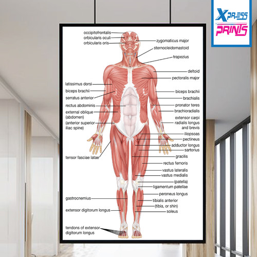 Tabella anatomica muscolare
